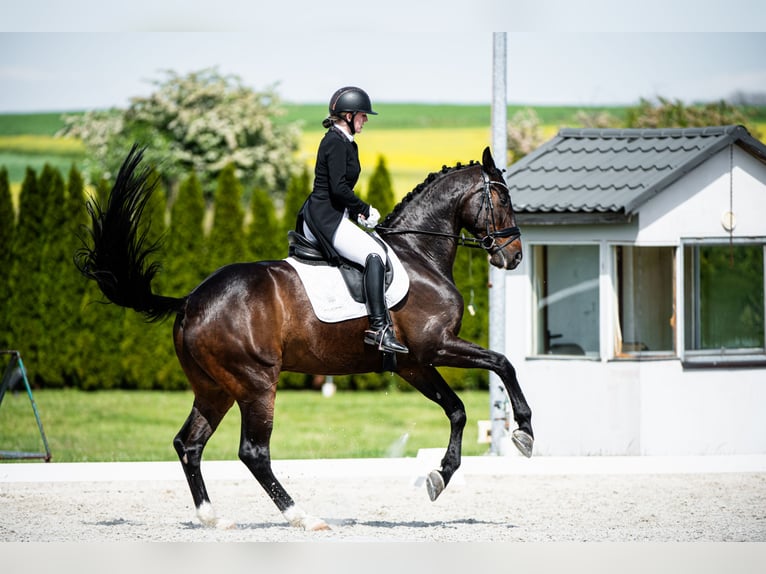 Oldenburg Gelding 9 years 17 hh Bay-Dark in Ziemięcice