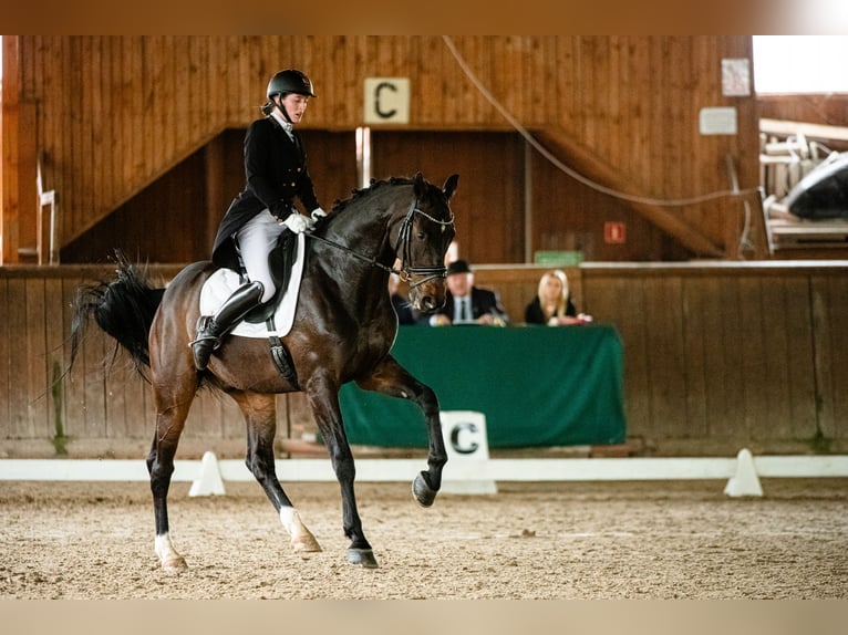 Oldenburg Gelding 9 years 17 hh Bay-Dark in Ziemięcice