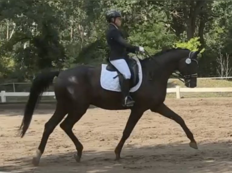 Oldenburg Gelding 9 years 17 hh Black in Berlin