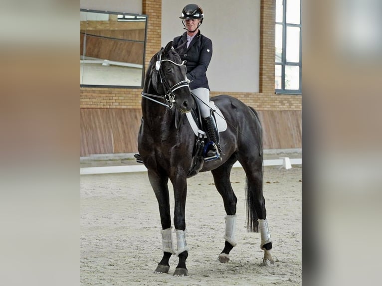 Oldenburg Gelding 9 years 17 hh Black in Berlin