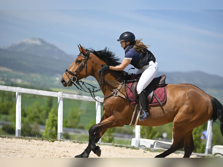 Oldenburg Gelding 9 years 17 hh Brown in Lizarra