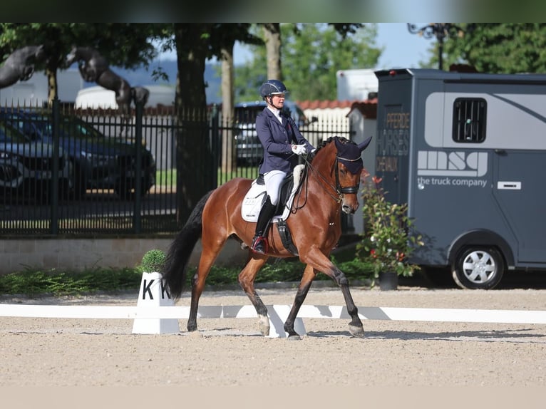 Oldenburg Gelding 9 years 17 hh Brown in Murrhardt