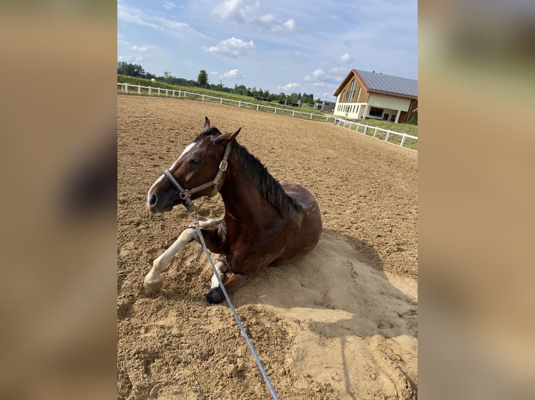 Oldenburg Gelding 9 years 17 hh Brown in Starnberg