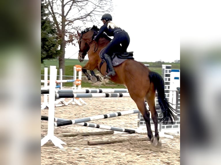 Oldenburg Gelding 9 years 17 hh Brown in Langenbernsdorf