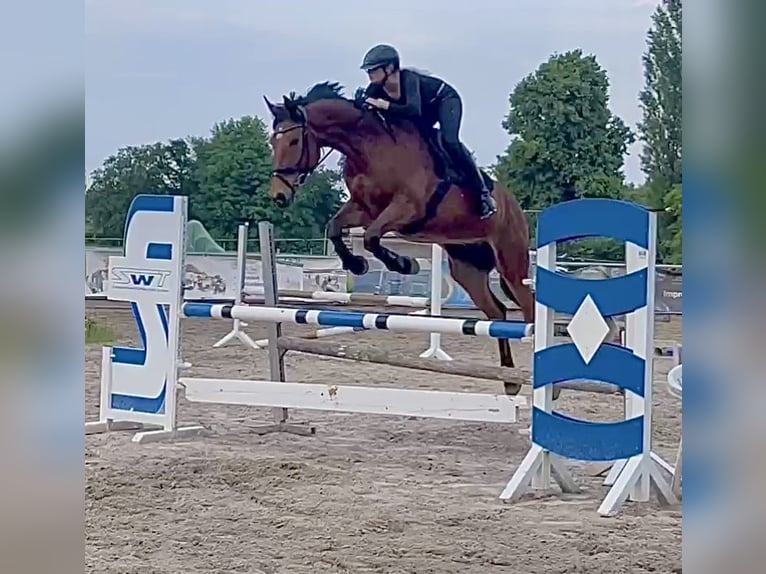 Oldenburg Gelding 9 years 17 hh Brown in Langenbernsdorf