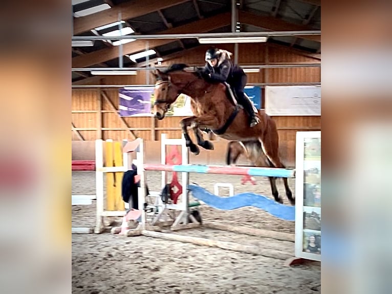 Oldenburg Gelding 9 years 17 hh Brown in Langenbernsdorf