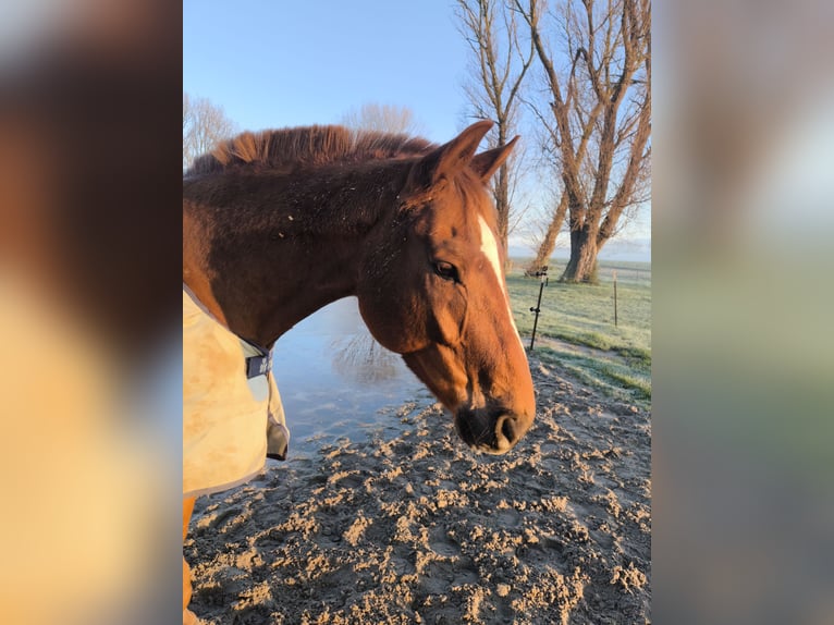 Oldenburg Gelding 9 years 17 hh Chestnut-Red in Emden
