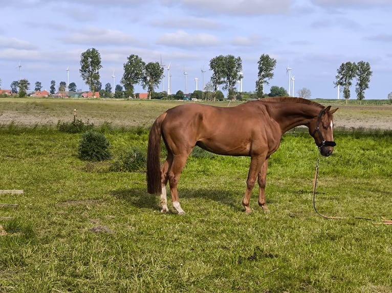 Oldenburg Gelding 9 years 17 hh Chestnut-Red in Emden