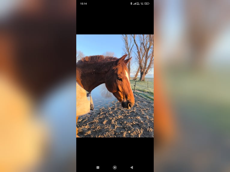 Oldenburg Gelding 9 years 17 hh Chestnut-Red in Emden