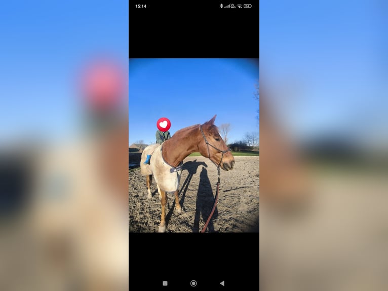 Oldenburg Gelding 9 years 17 hh Chestnut-Red in Emden