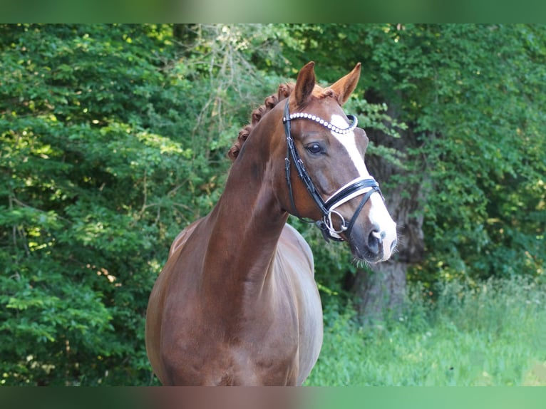 Oldenburg Gelding 9 years 17 hh in Gleichen