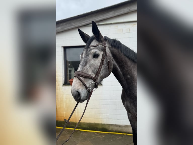 Oldenburg Gelding 9 years 17 hh Gray in Bleckede