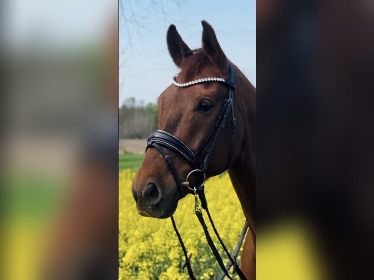 Oldenburg Gelding 9 years 17 hh  in Steinfeld (Oldenburg)