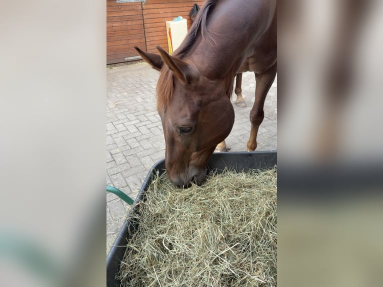 Oldenburg Gelding 9 years 17 hh  in Steinfeld (Oldenburg)