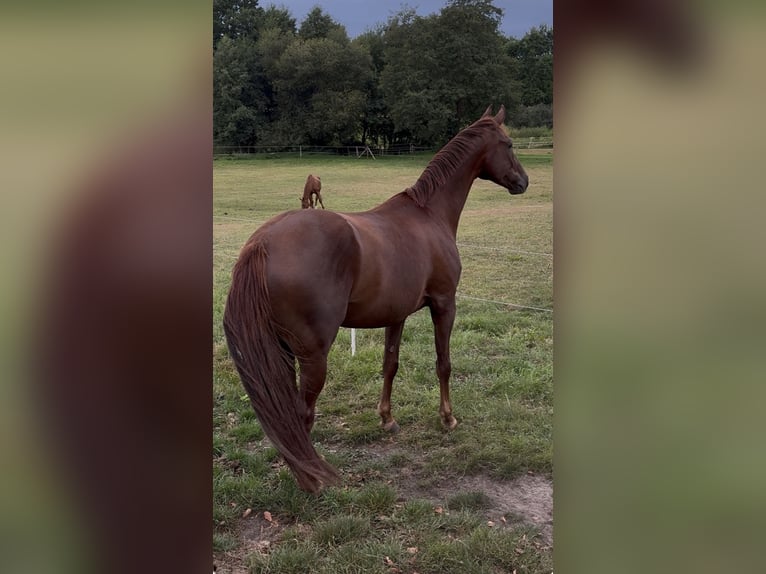 Oldenburg Gelding 9 years 17 hh  in Steinfeld (Oldenburg)
