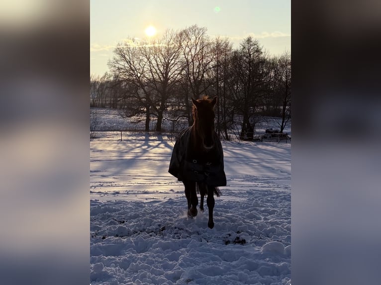 Oldenburg Gelding 9 years 17 hh  in Steinfeld (Oldenburg)