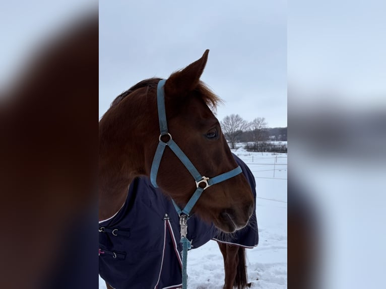 Oldenburg Gelding 9 years 17 hh  in Steinfeld (Oldenburg)