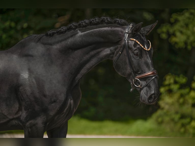 Oldenburg Gelding 9 years 17,1 hh Black in Wehringen