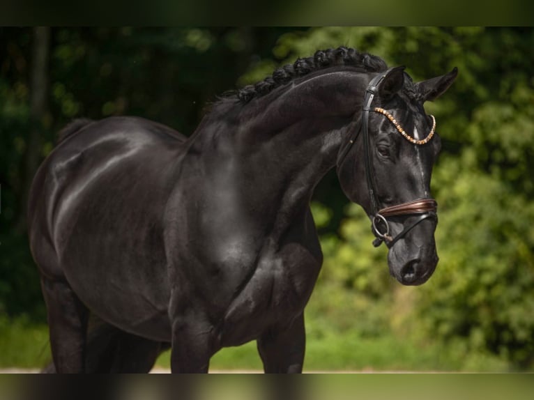 Oldenburg Gelding 9 years 17,1 hh Black in Wehringen