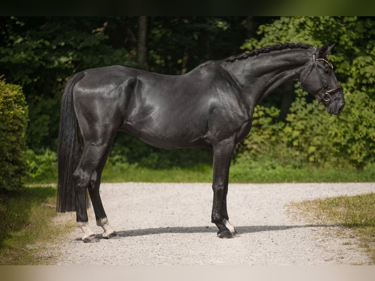 Oldenburg Gelding 9 years 17,1 hh Black in Wehringen