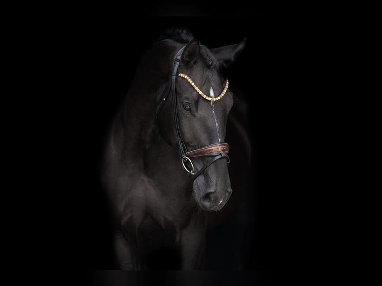Oldenburg Gelding 9 years 17,1 hh Black in Wehringen