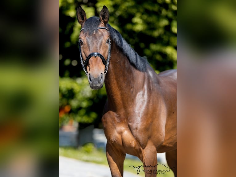Oldenburg Gelding 9 years 17,1 hh Brown in Hlohova