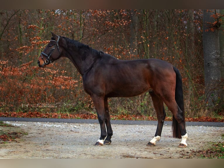 Oldenburg Gelding 9 years 17,3 hh Bay-Dark in Netzbach