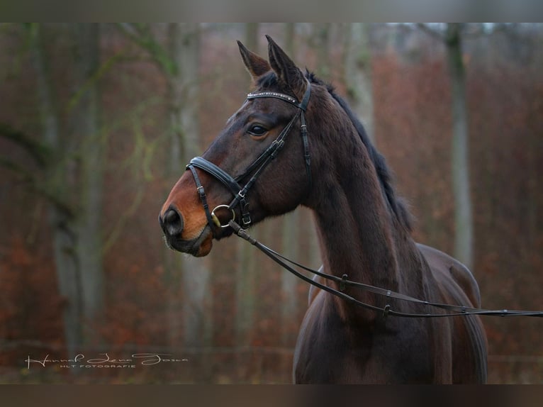 Oldenburg Gelding 9 years 17,3 hh Bay-Dark in Netzbach