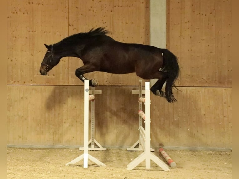 Oldenburg Gelding 9 years 18 hh Bay-Dark in Renchen