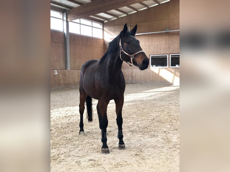 Oldenburg Gelding 9 years 18 hh Bay-Dark in Renchen