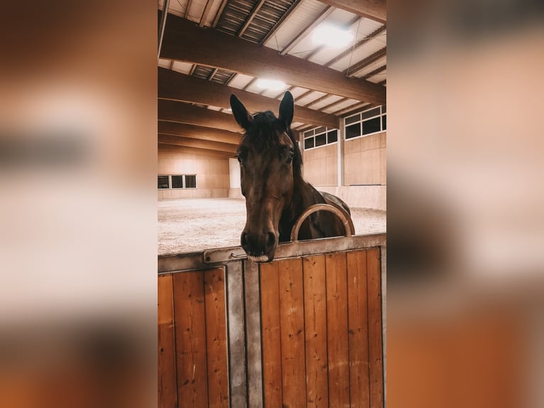 Oldenburg Gelding 9 years 18 hh Bay-Dark in Renchen