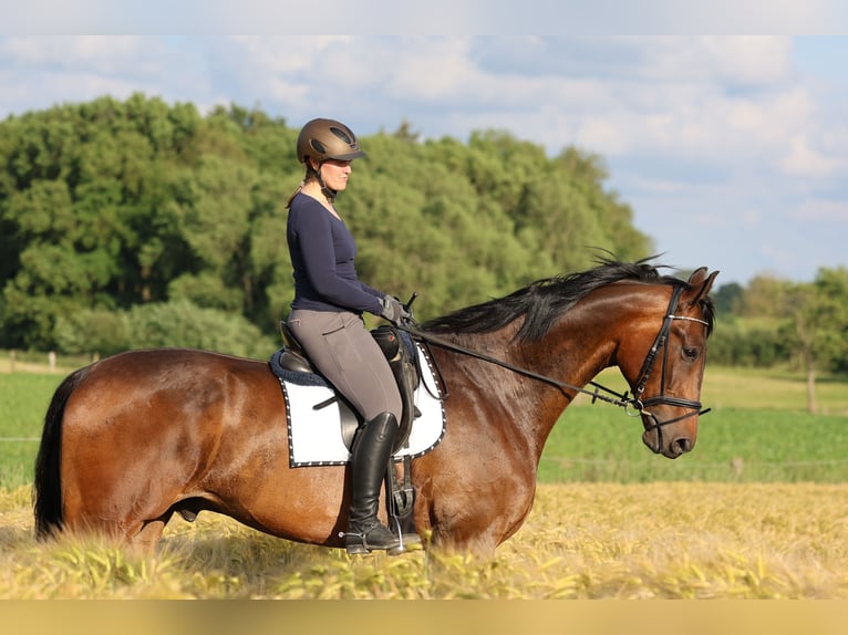 Oldenburg Gelding 9 years 18 hh Bay in Osdorf