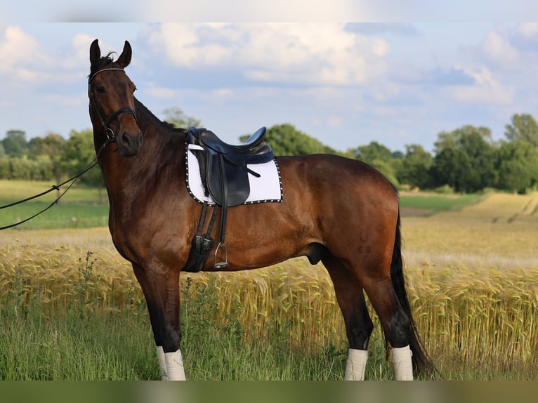 Oldenburg Gelding 9 years 18 hh Bay in Osdorf