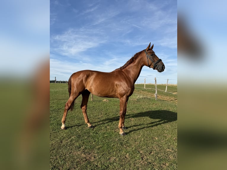 Oldenburg Gelding 9 years 18 hh Chestnut-Red in Burgthann
