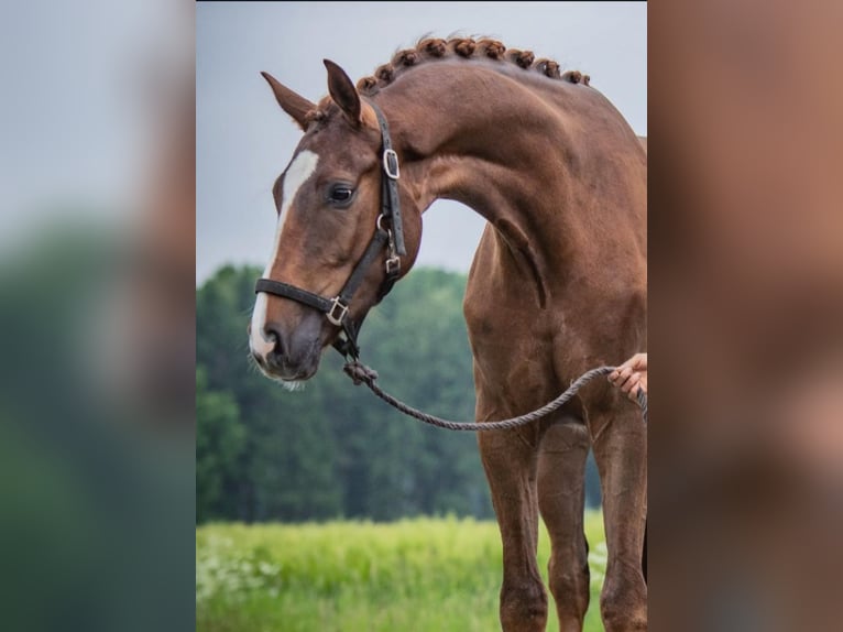 Oldenburg Gelding 9 years 18 hh Chestnut-Red in Görlitz