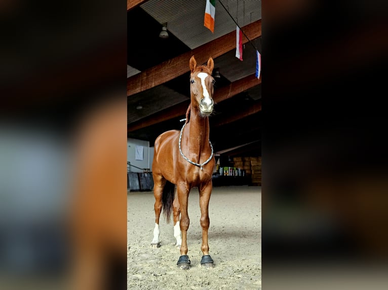 Oldenburg Gelding 9 years 18 hh Chestnut-Red in Görlitz