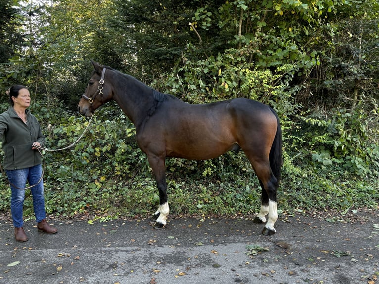 Oldenburg Gelding 9 years in Murg