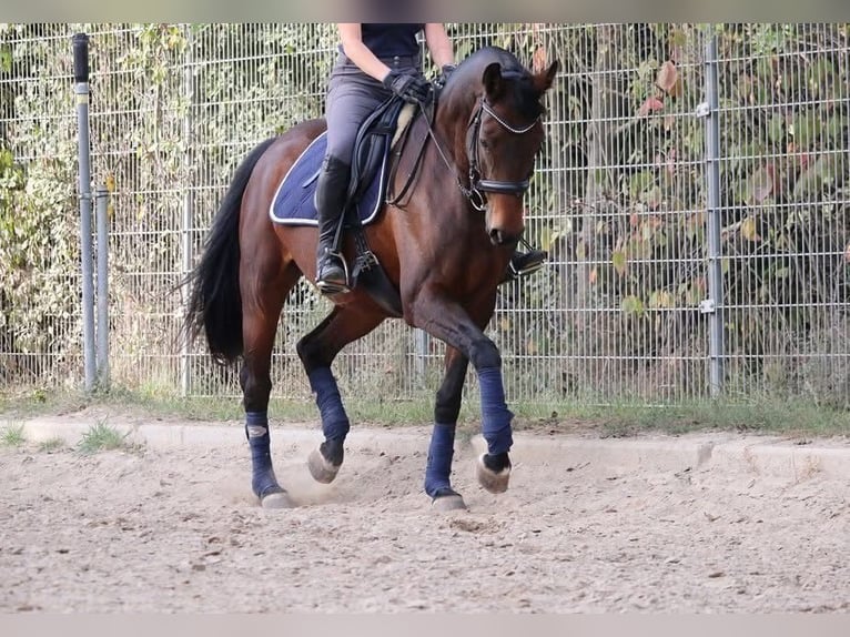 Oldenburg Giumenta 10 Anni 161 cm Baio in Rastatt