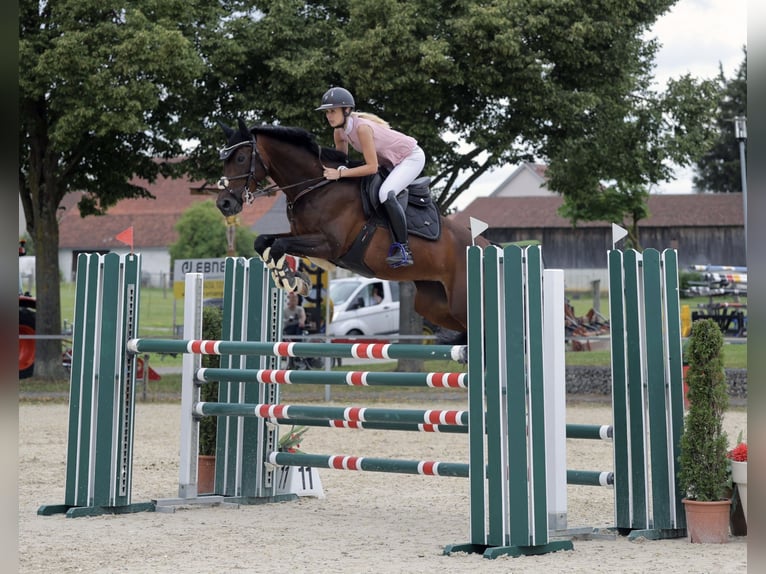 Oldenburg Giumenta 10 Anni 164 cm Baio scuro in Volkenschwand