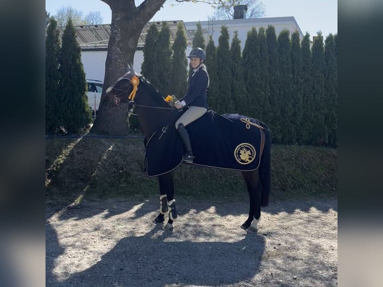 Oldenburg Giumenta 10 Anni 164 cm Baio scuro in Volkenschwand