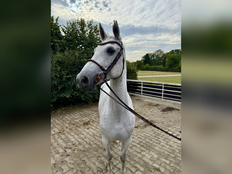 Oldenburg Giumenta 10 Anni 165 cm Grigio trotinato in BergkamenBergkamen