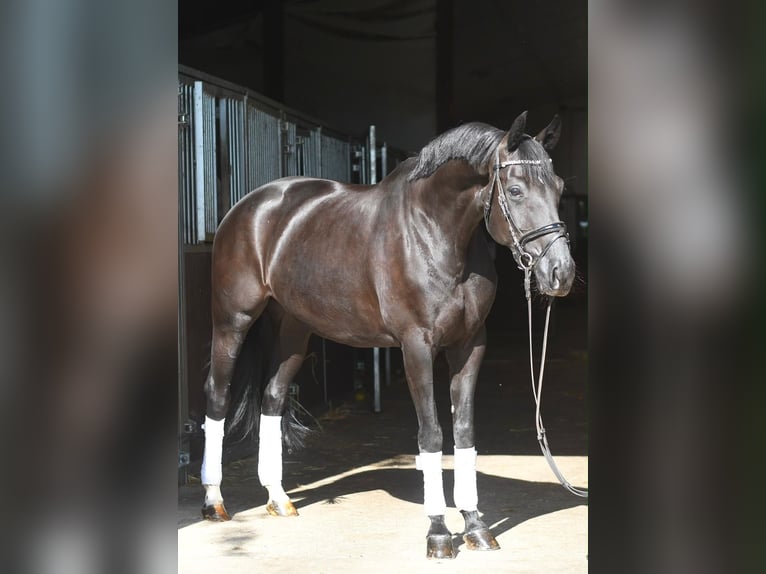 Oldenburg Giumenta 10 Anni 165 cm Morello in Geilenkirchen