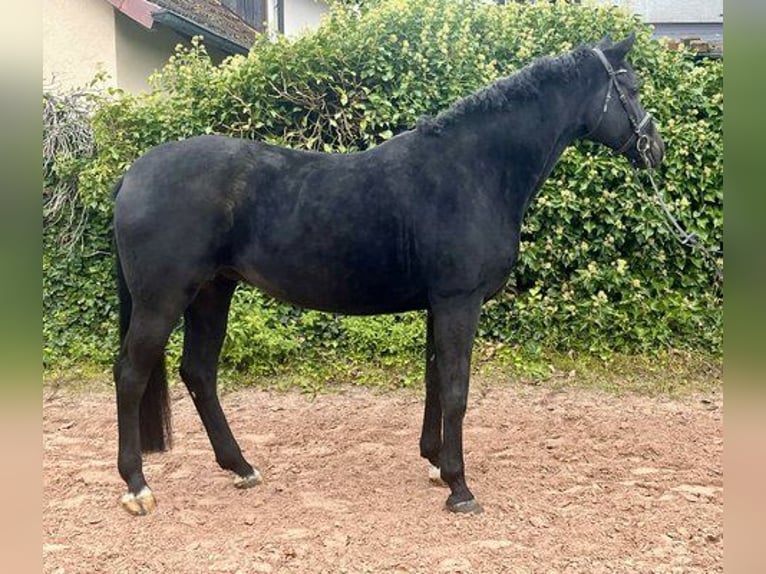 Oldenburg Giumenta 10 Anni 165 cm Morello in Sonnefeld