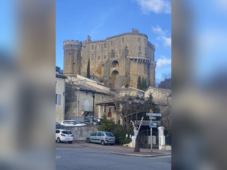 Oldenburg Giumenta 10 Anni 166 cm Morello in Aubagne