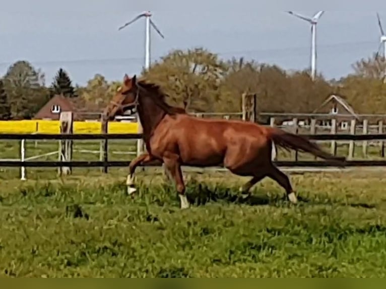 Oldenburg Giumenta 10 Anni 166 cm Sauro in Wittmund