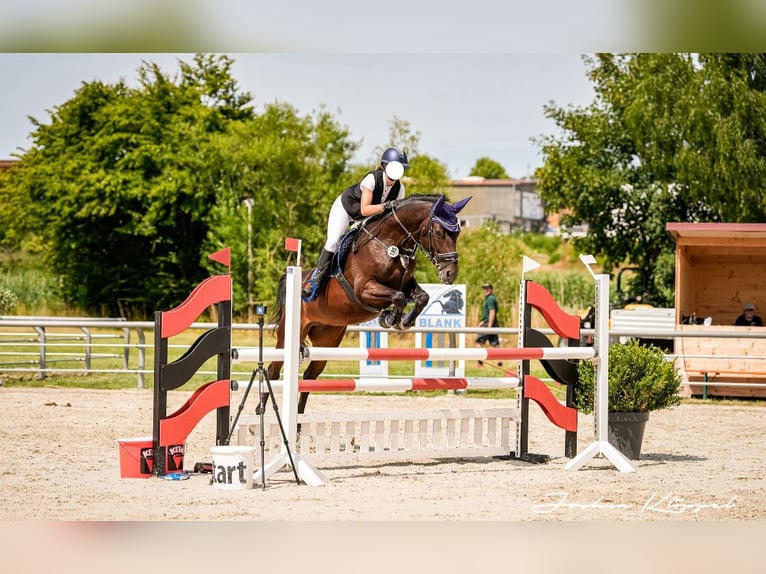 Oldenburg Giumenta 10 Anni 167 cm Baio in Mögglingen