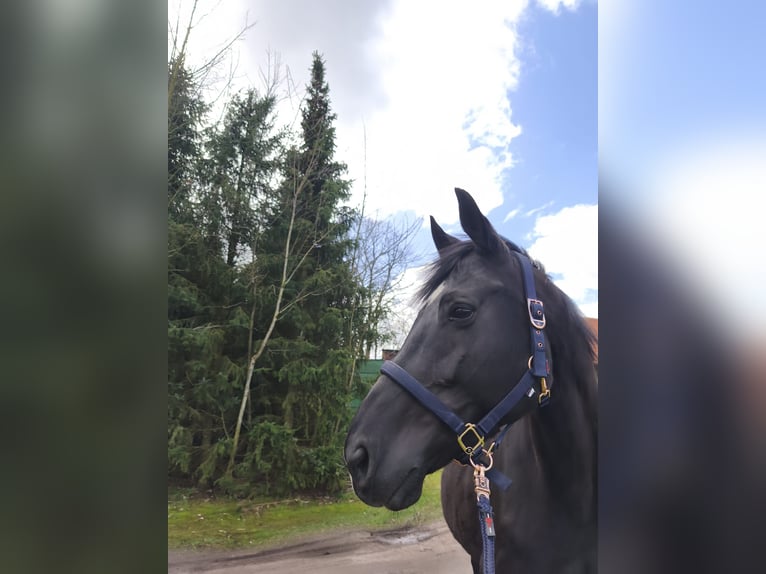 Oldenburg Giumenta 10 Anni 168 cm Baio nero in Sögel