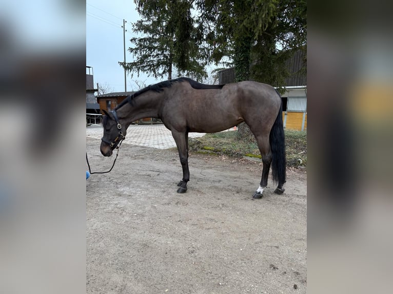 Oldenburg Giumenta 10 Anni 170 cm Baio nero in Schaffhausen