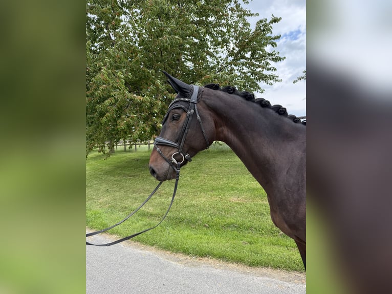 Oldenburg Giumenta 10 Anni 170 cm Baio scuro in Apelern