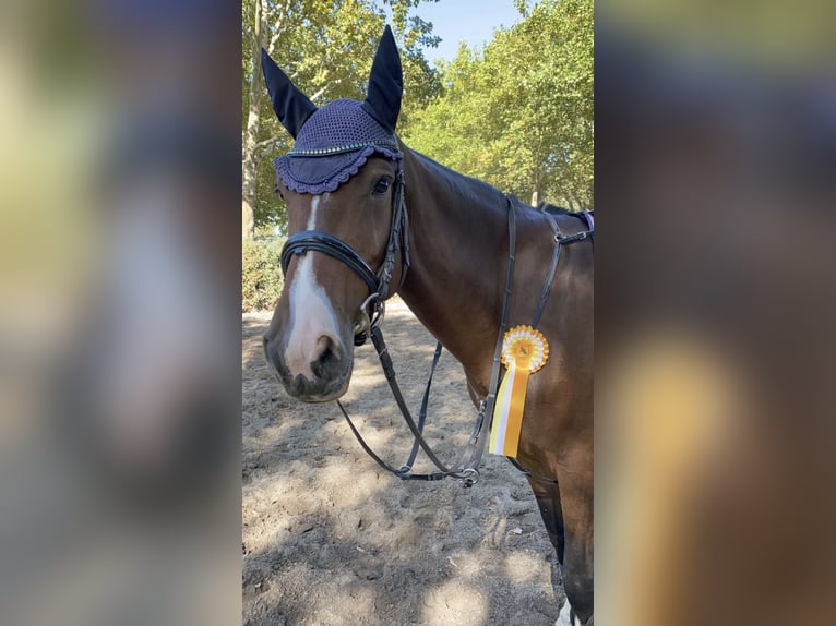 Oldenburg Giumenta 10 Anni 172 cm Baio in Hofheim am Taunus